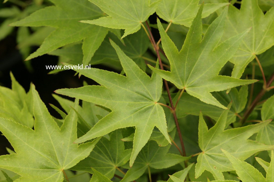 Acer palmatum 'Jade Gate'