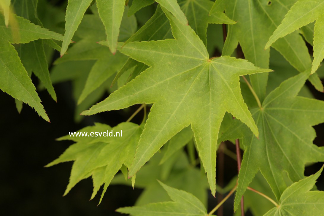 Acer palmatum 'Jade Gate'