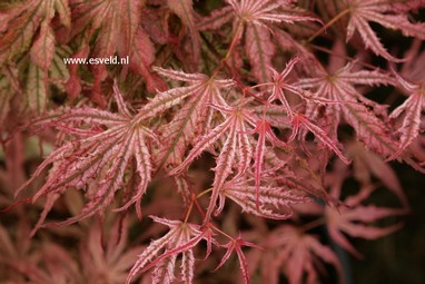 Acer palmatum 'Mikazuki'