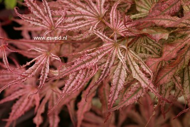 Acer palmatum 'Mikazuki'