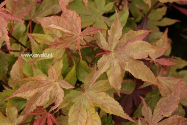 Acer palmatum 'Rugose'