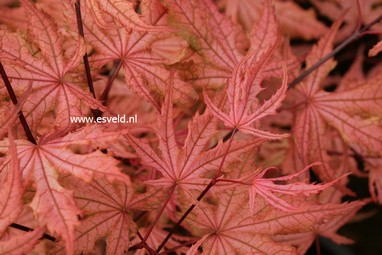 Acer palmatum 'Uncle Ghost'