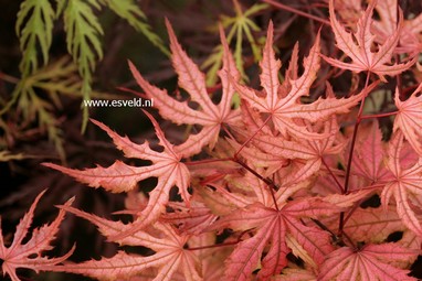 Acer palmatum 'Uncle Ghost'