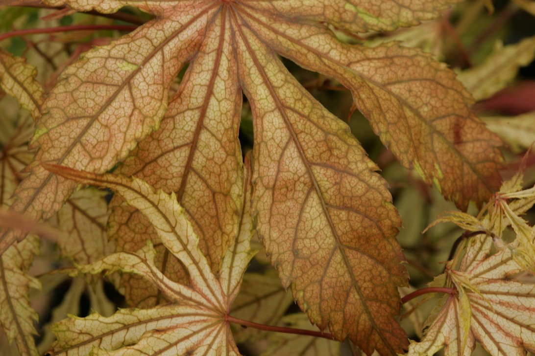 Acer palmatum 'Elmwood'