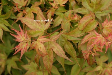 Acer palmatum 'Ryuzu'