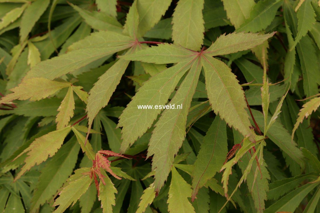 Acer palmatum 'Wakehurst Pink'