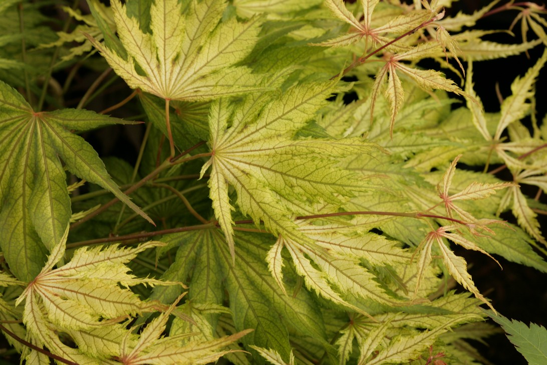 Acer palmatum 'Elmwood'