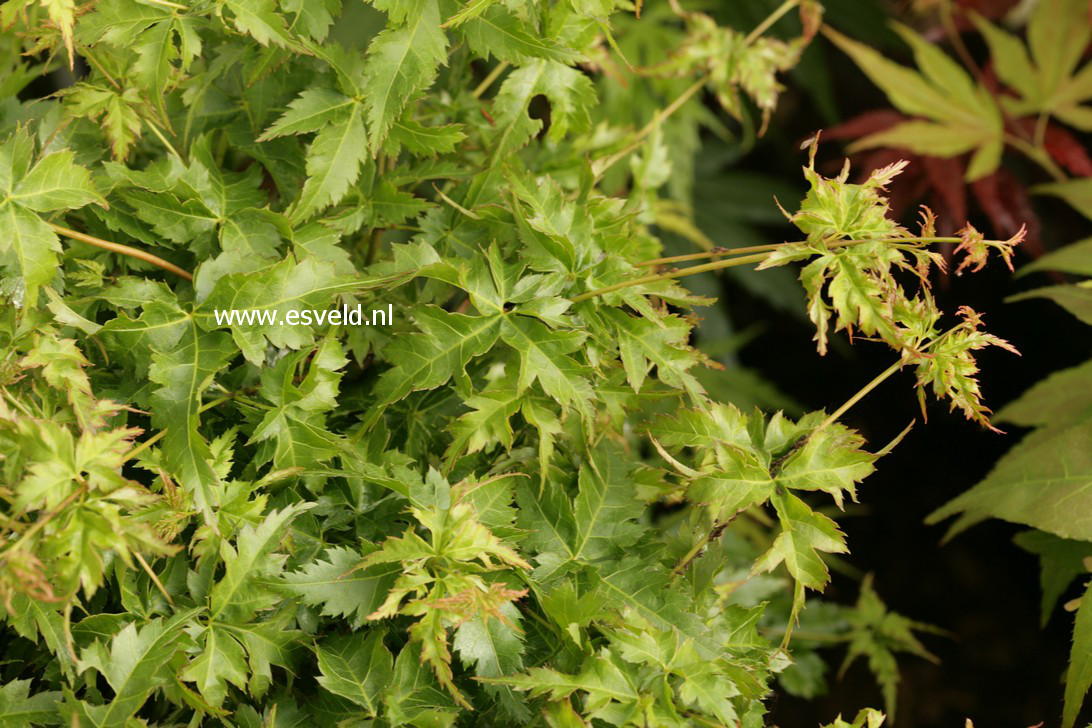 Acer palmatum 'Krazy Krinkle'