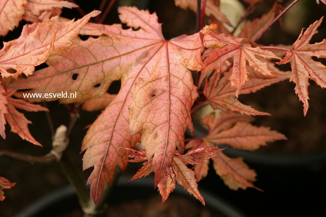 Acer palmatum 'Baby Ghost'