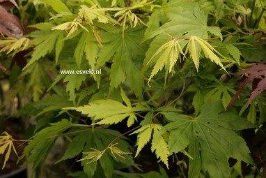 Acer palmatum 'Muko gasa'