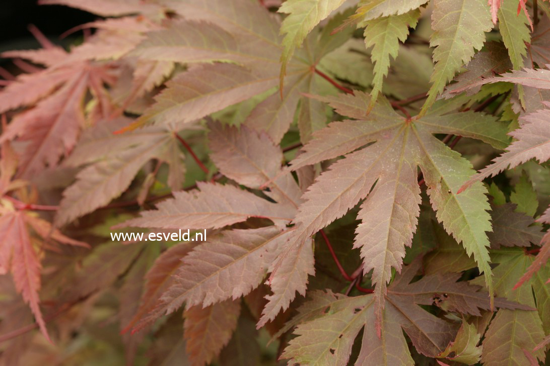 Acer palmatum 'Heguri'