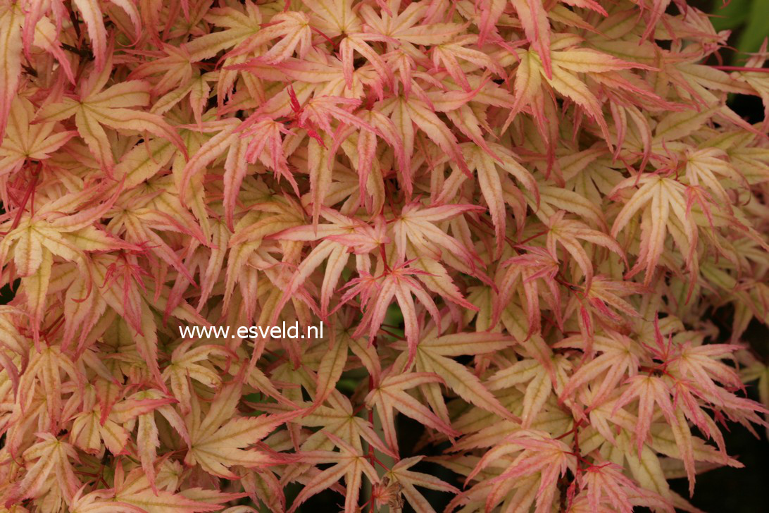 Acer palmatum 'Beni otome'