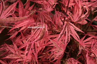 Acer palmatum 'Pink Passion'