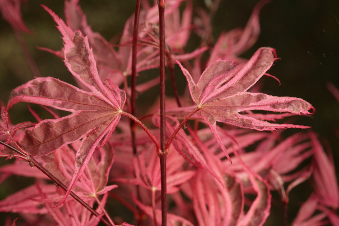 Acer palmatum 'Pink Passion'