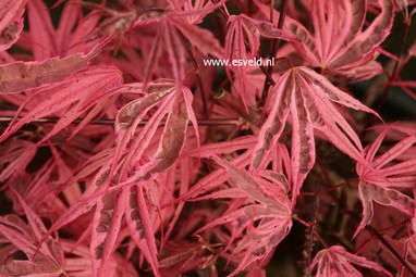 Acer palmatum 'Pink Passion'