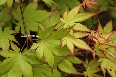 Acer palmatum 'Tsuma beni'