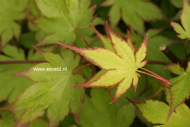 Acer palmatum 'Tsuma beni'