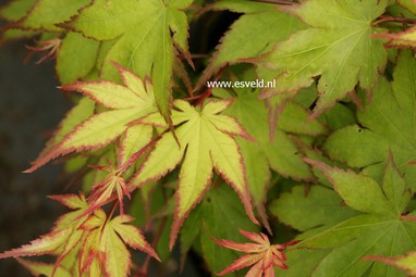 Acer palmatum 'Tsuma beni'