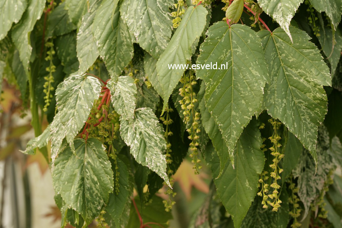 Acer rubescens 'Silver Cardinal'