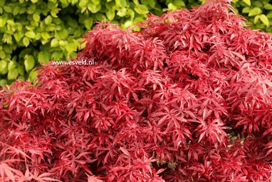 Acer palmatum 'Shaina'