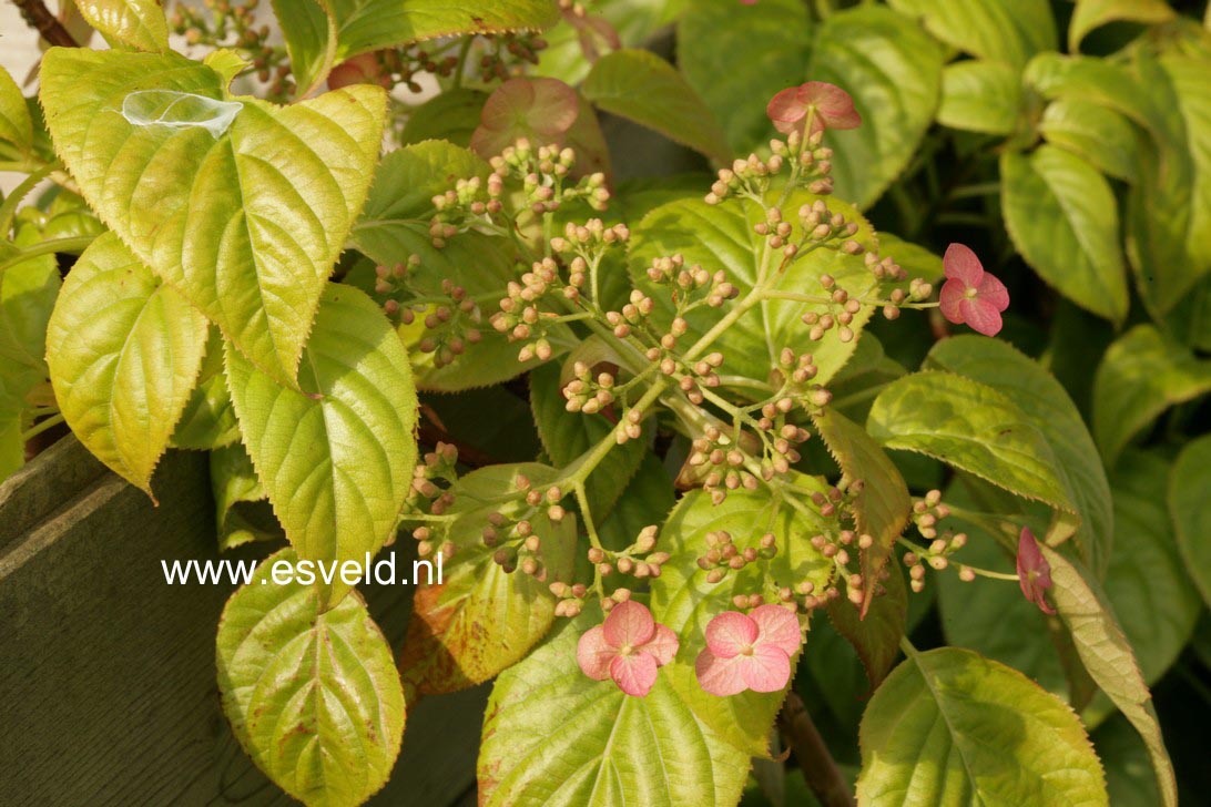 Hydrangea anomala ssp. glabra