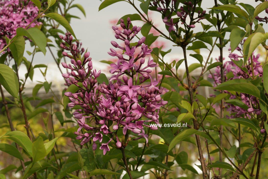 Syringa chinensis 'Amigo'