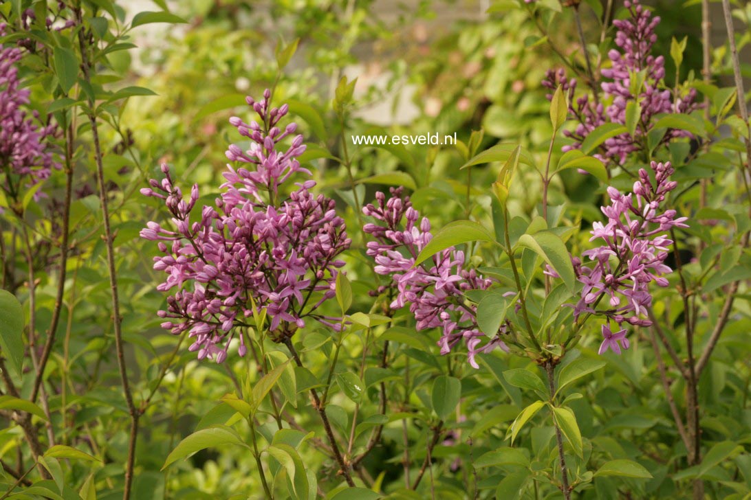 Syringa chinensis 'Amigo'