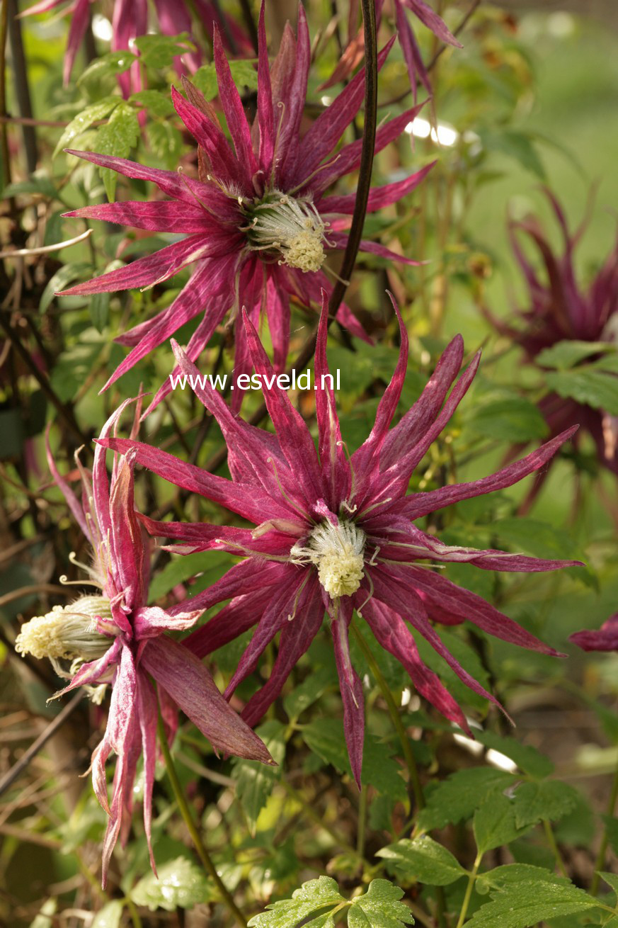 Clematis 'Zooct' (OCTOPUS)