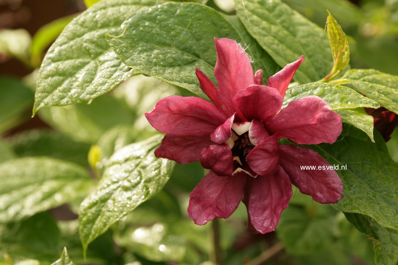 Calycanthus raulstonii 'Hartledge Wine'