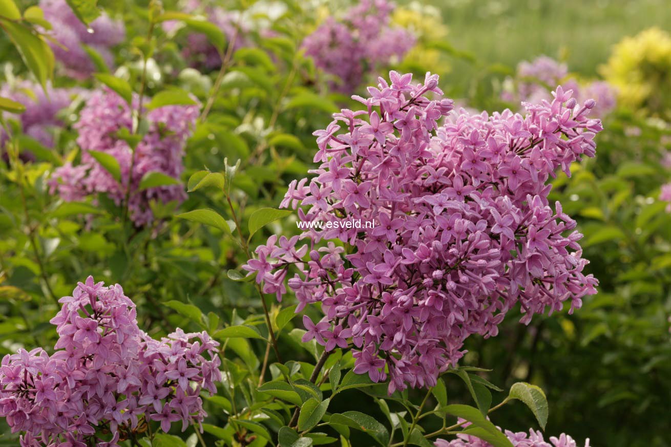 Syringa chinensis 'Amigo'