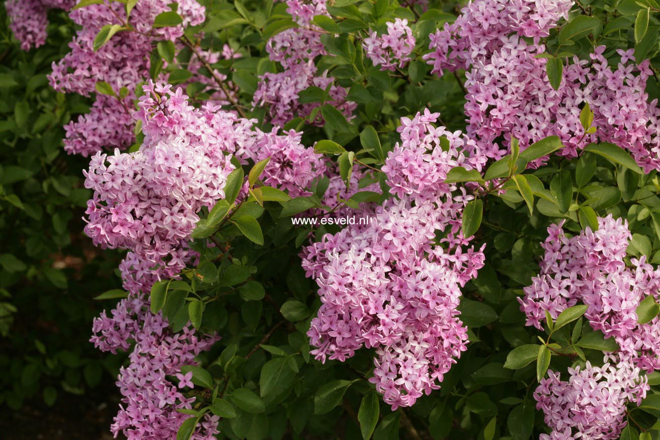 Syringa chinensis 'Amigo'