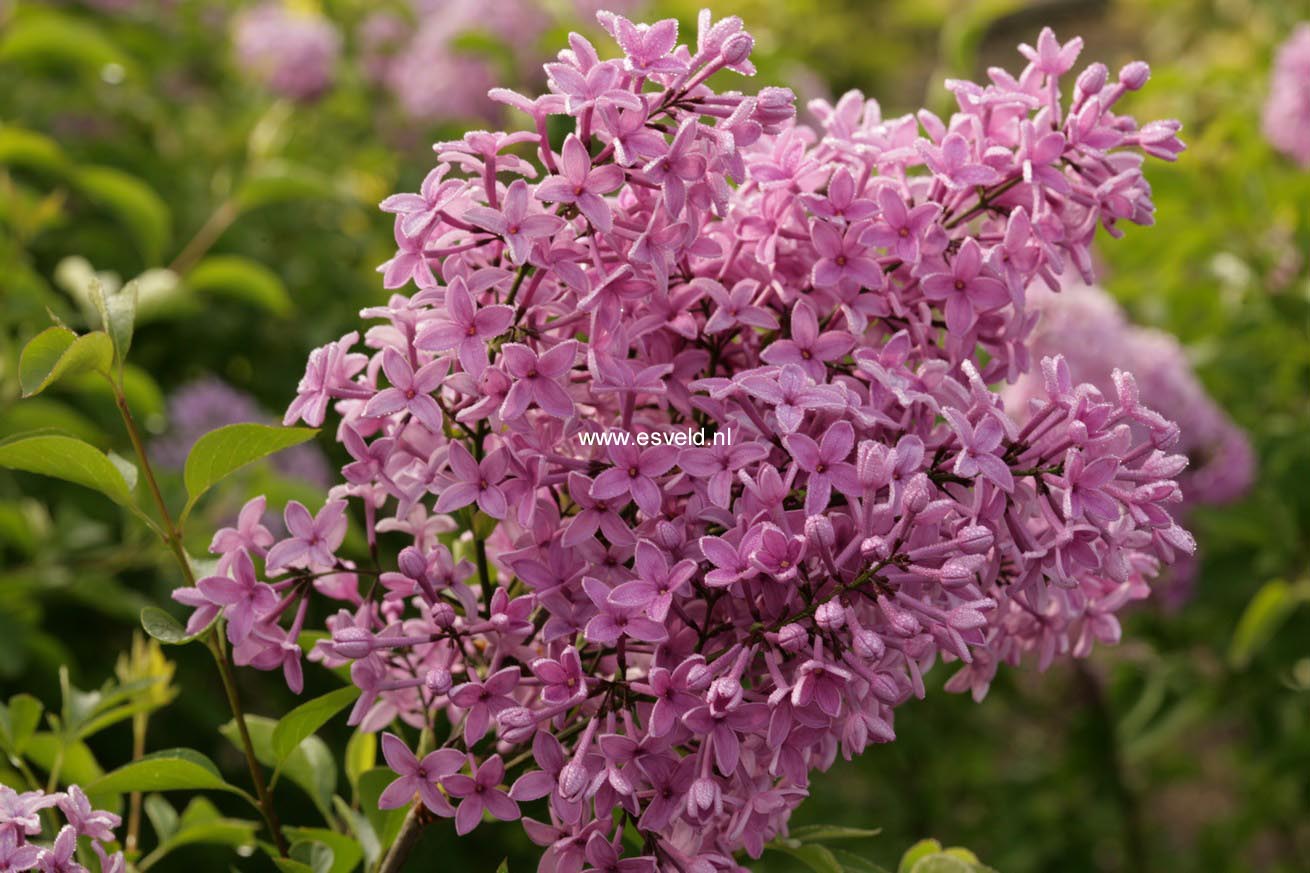 Syringa chinensis 'Amigo'