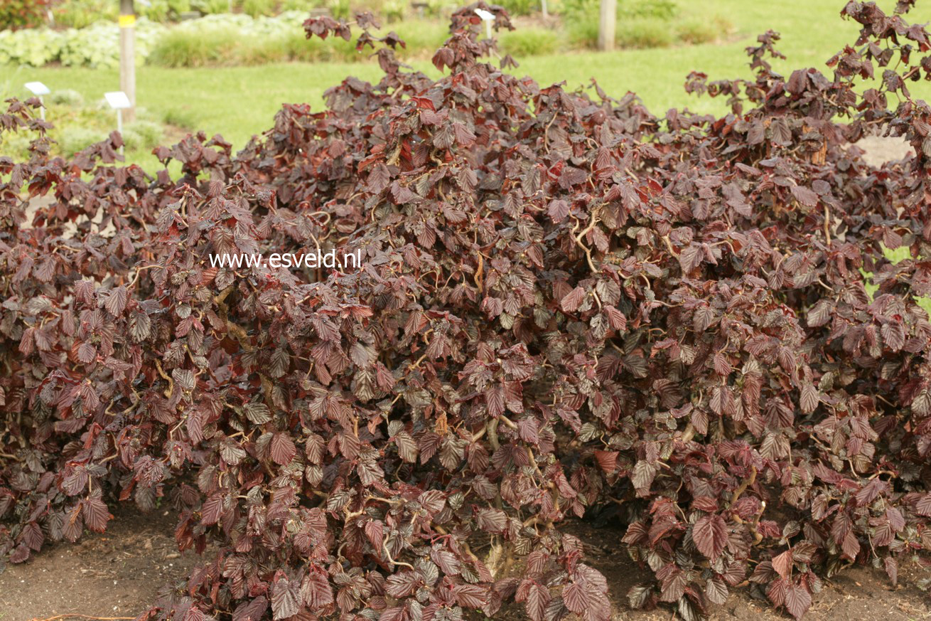 Corylus avellana 'Red Majestic'