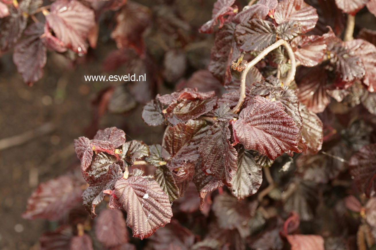 Corylus avellana 'Red Majestic'