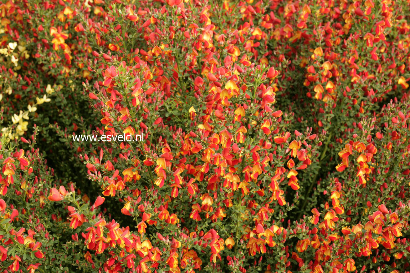 Cytisus 'Lena'