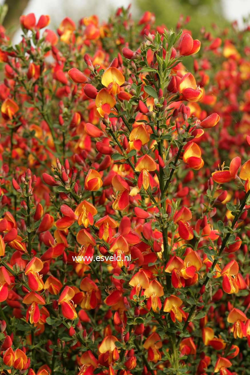 Cytisus 'Lena'