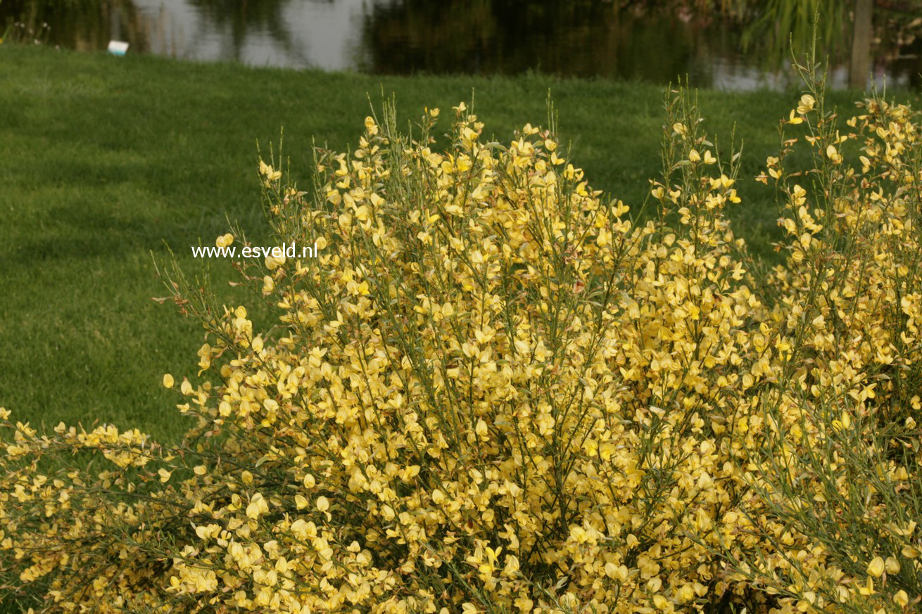 Cytisus praecox 'Allgold'