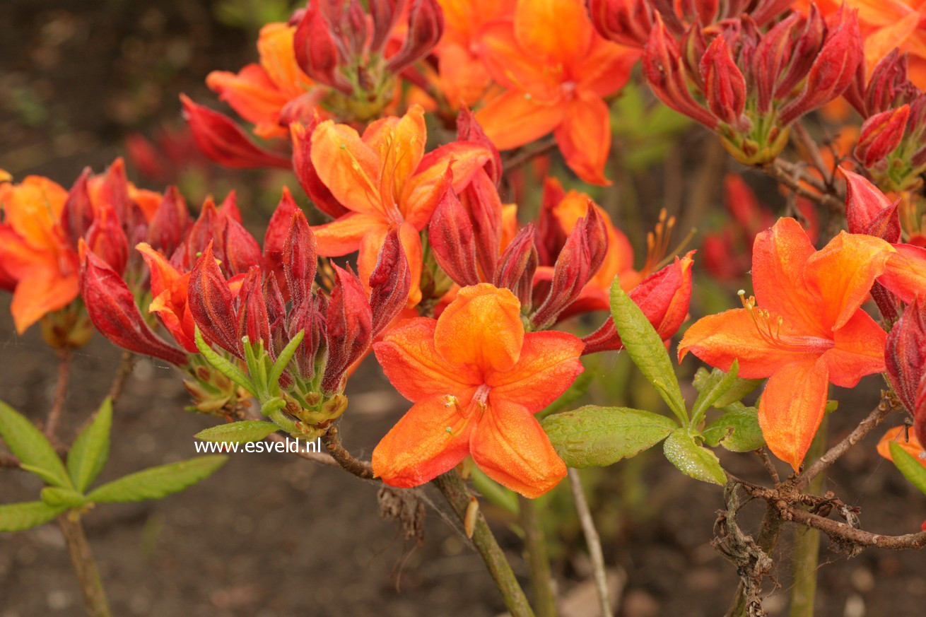 Azalea 'Golden Eagle'