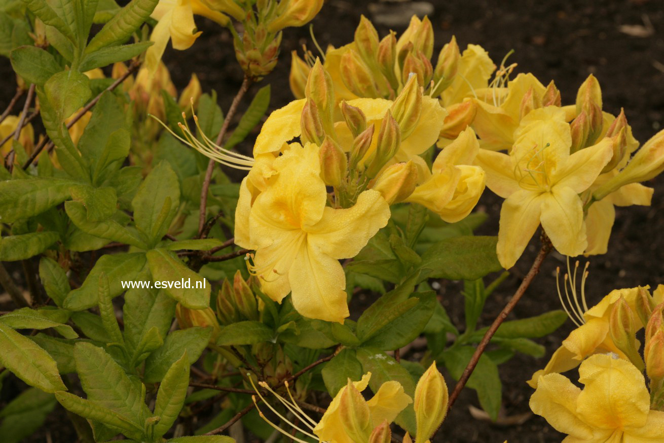 Azalea 'Anneke'