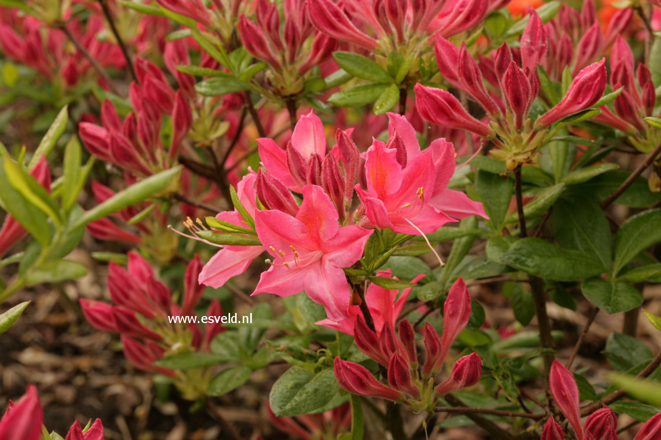 Azalea 'Jolie Madame'