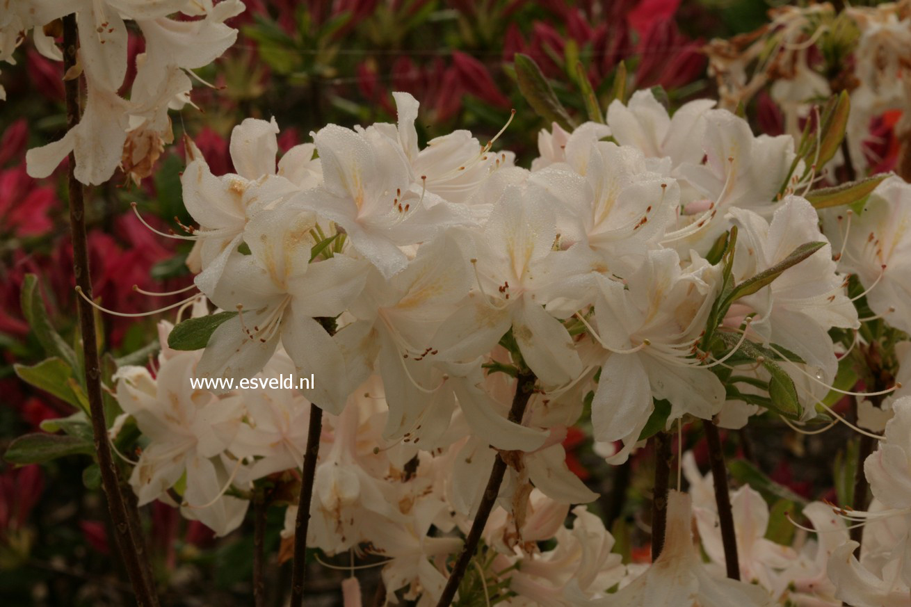 Azalea 'White Lights'