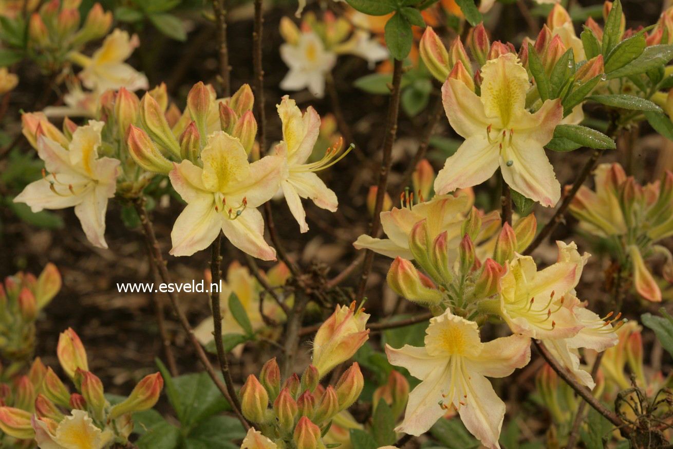 Azalea 'Daviesii'