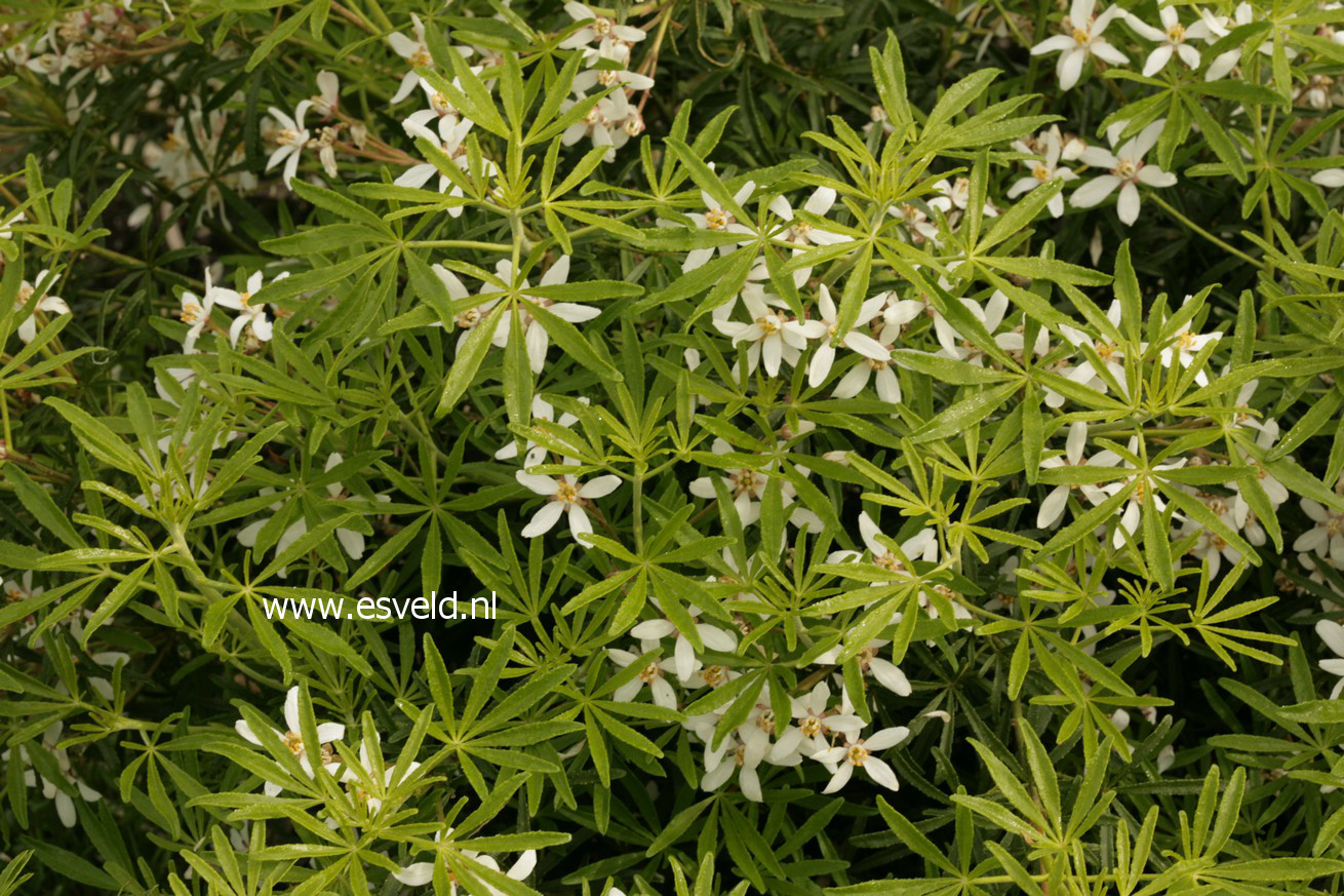 Choisya ternata 'Londaz' (WHITE DAZZLER)