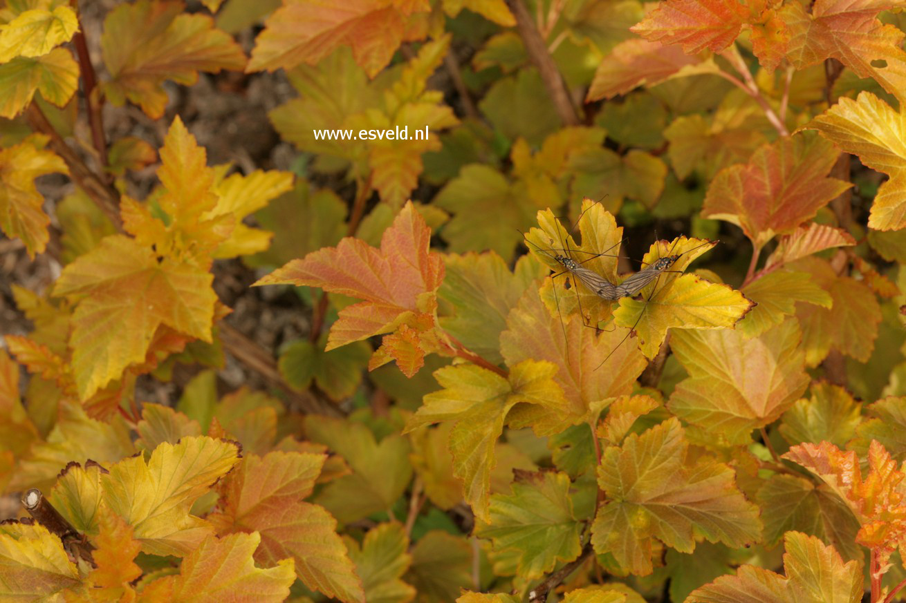 Physocarpus opulifolius 'Jefam' (AMBER JUBILEE)