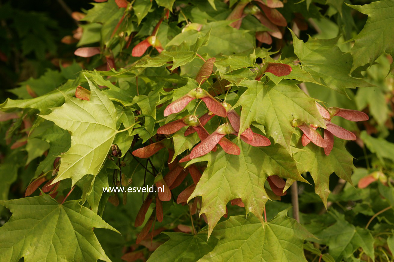 Acer platanoides 'Globosum'