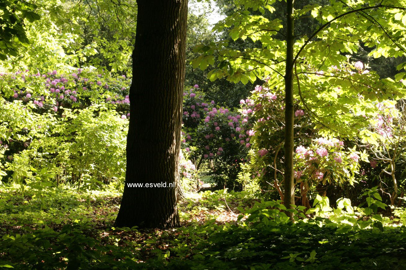 Rhododendron 'Catawbiense Grandiflorum'