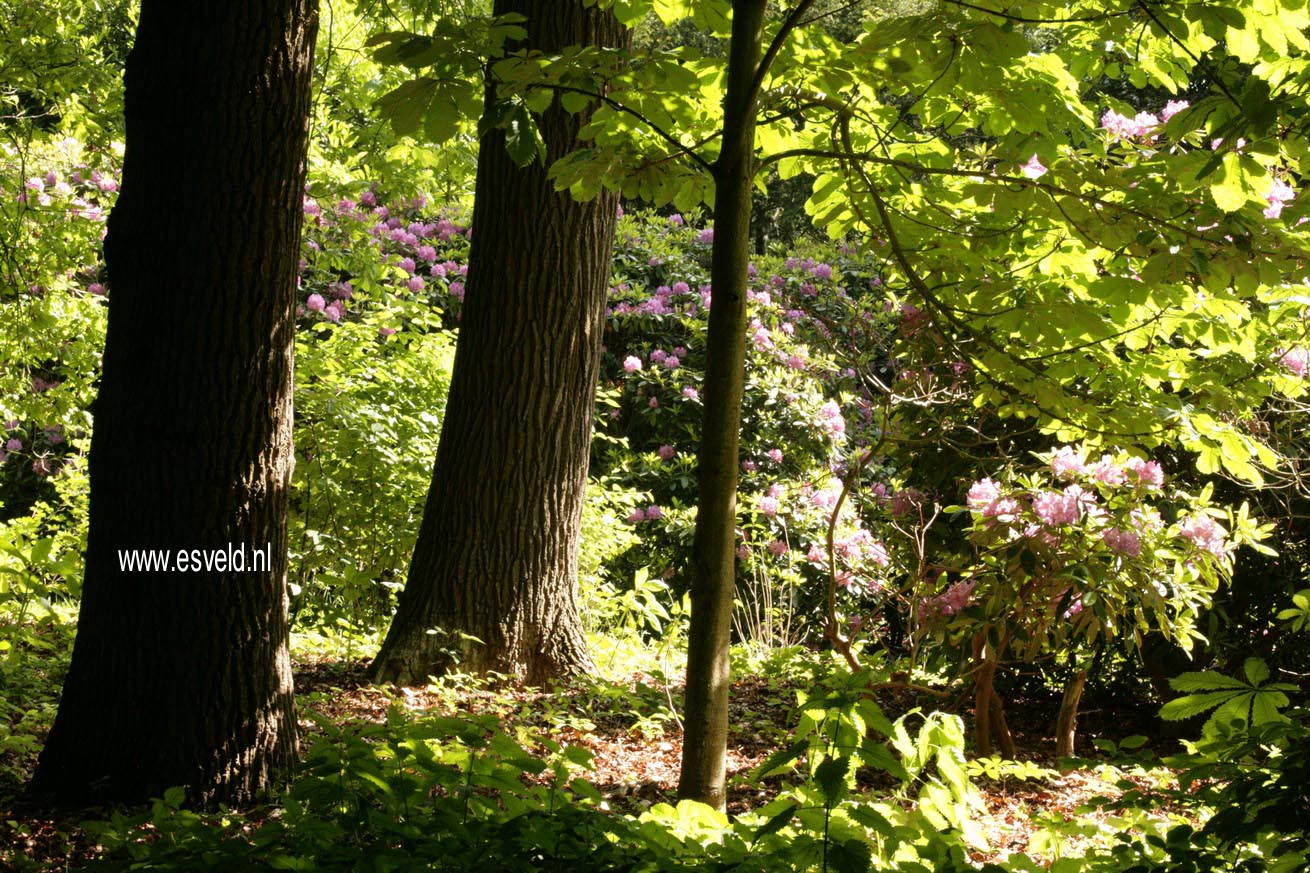 Rhododendron 'Catawbiense Grandiflorum'