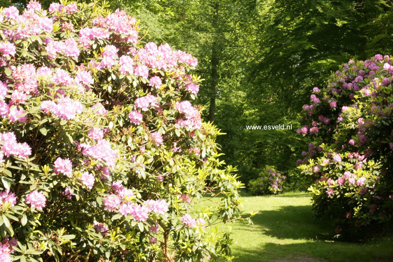 Rhododendron 'Catawbiense Grandiflorum'