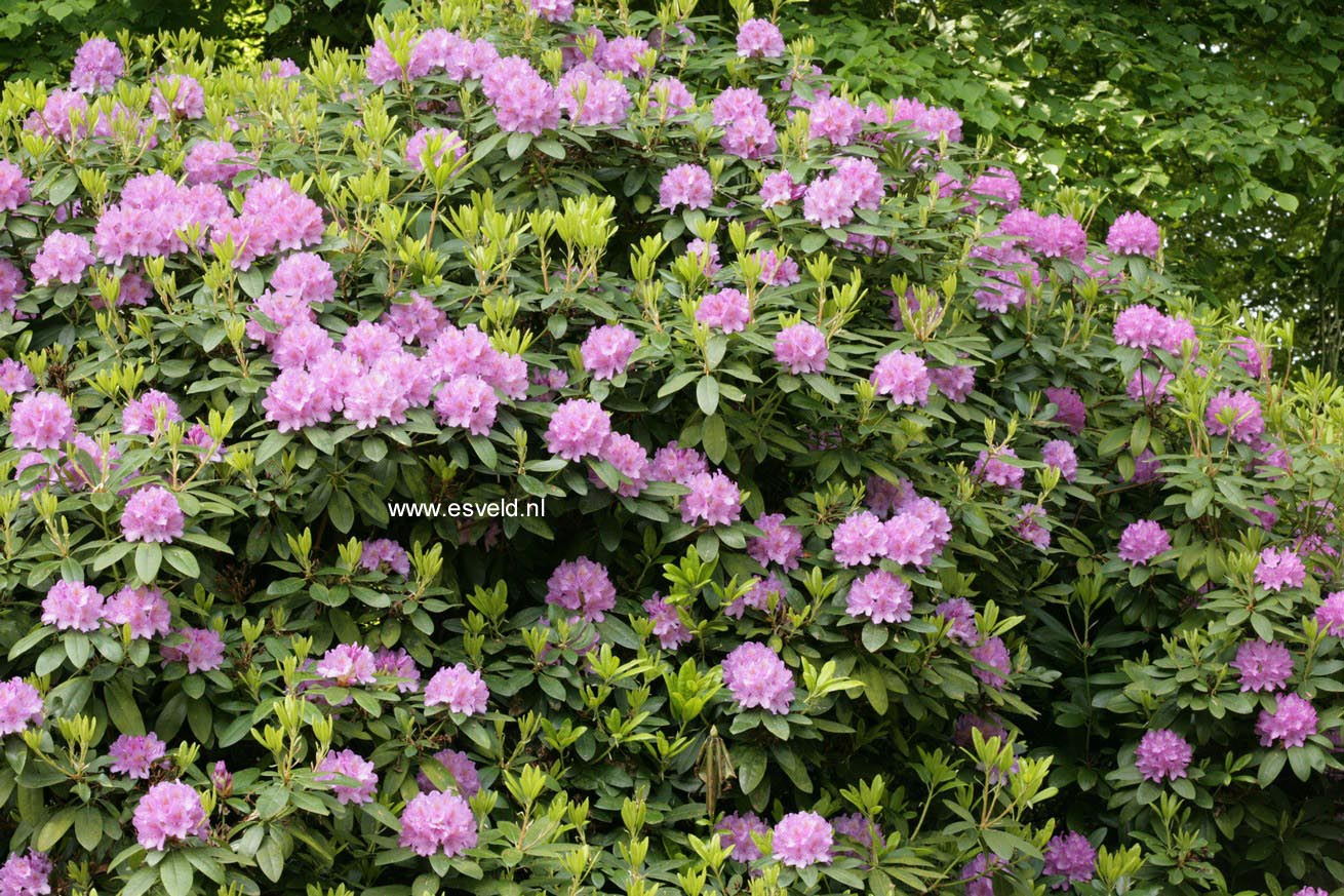 Rhododendron 'Catawbiense Grandiflorum'