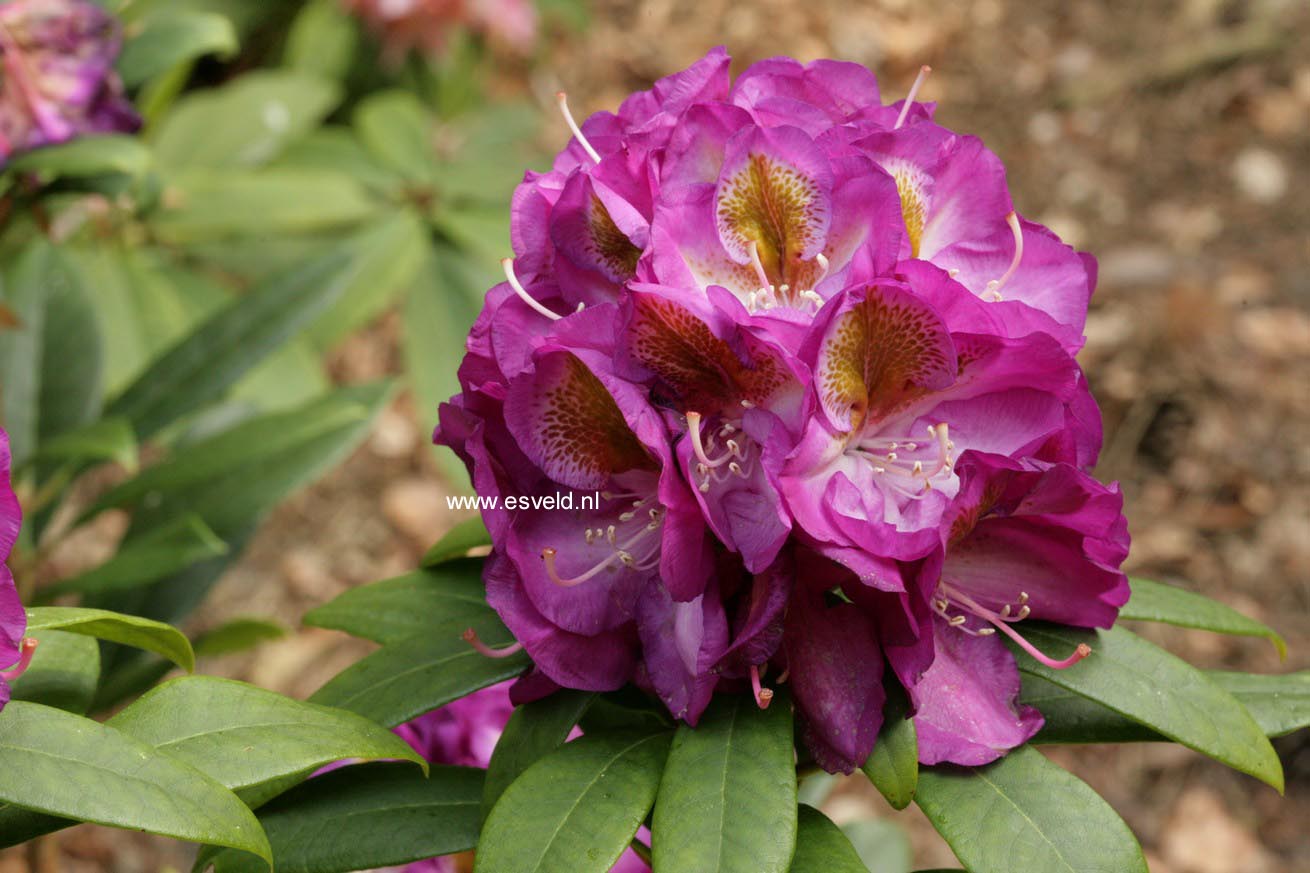 Rhododendron 'Marcel Menard'